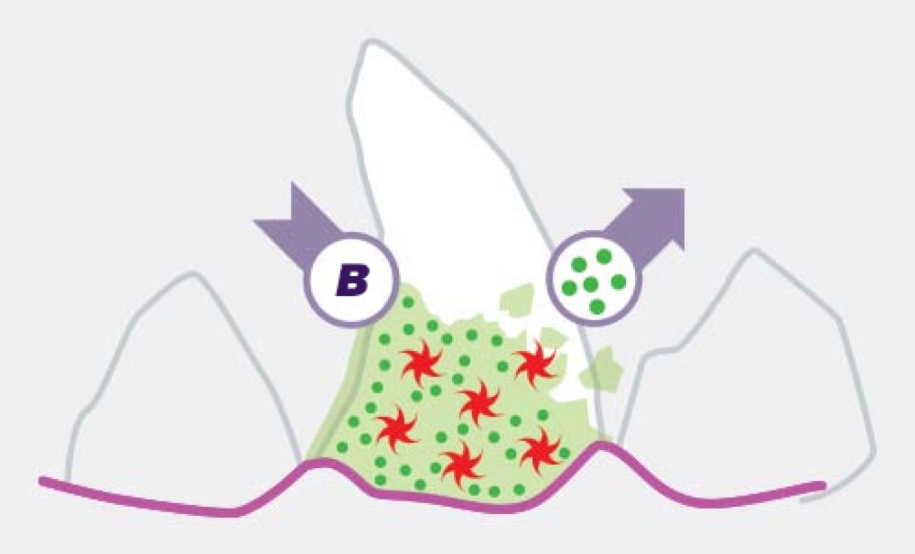 Illustration: Biotrate® binds to minerals in saliva and carries them away from plaque