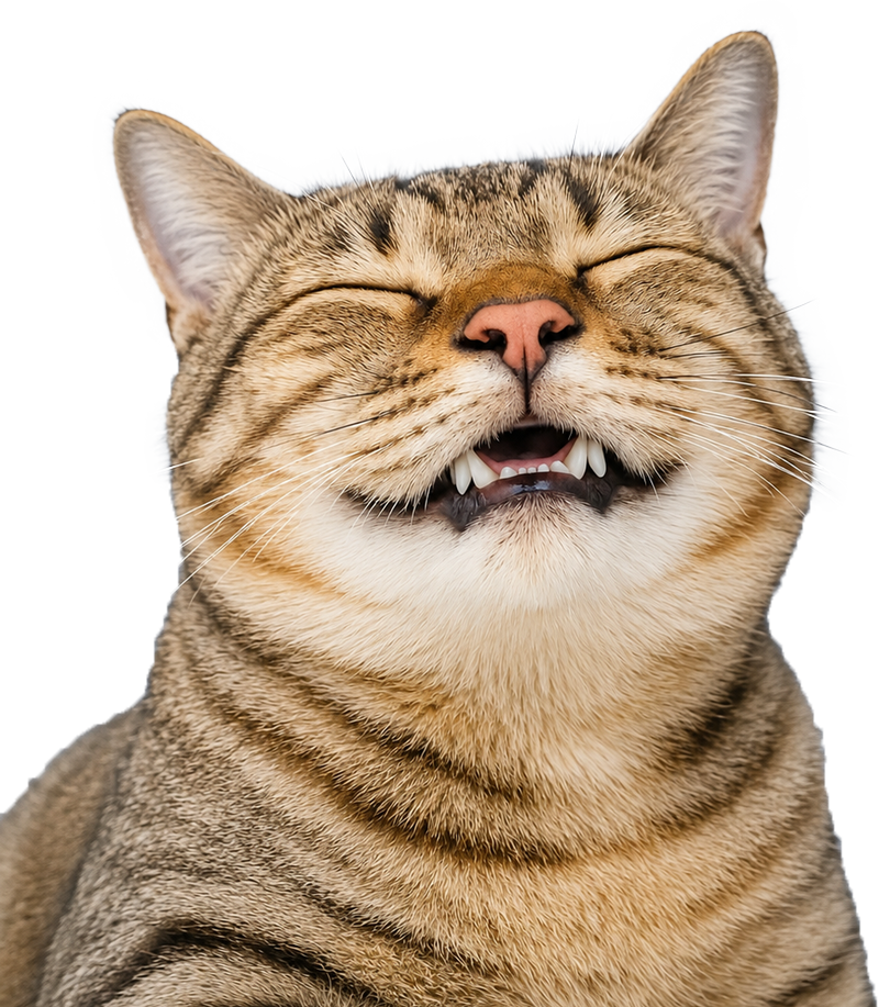 A happy cat smiling with healthy teeth