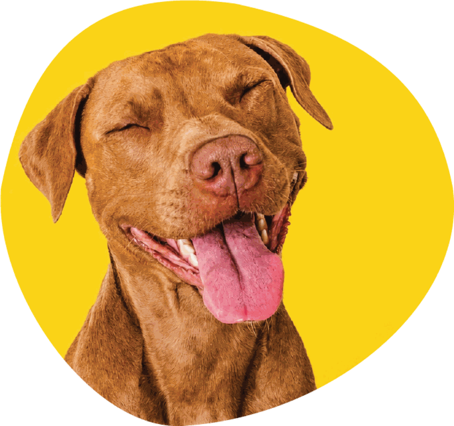 A dog with its eyes closed and tongue out, looking blissful