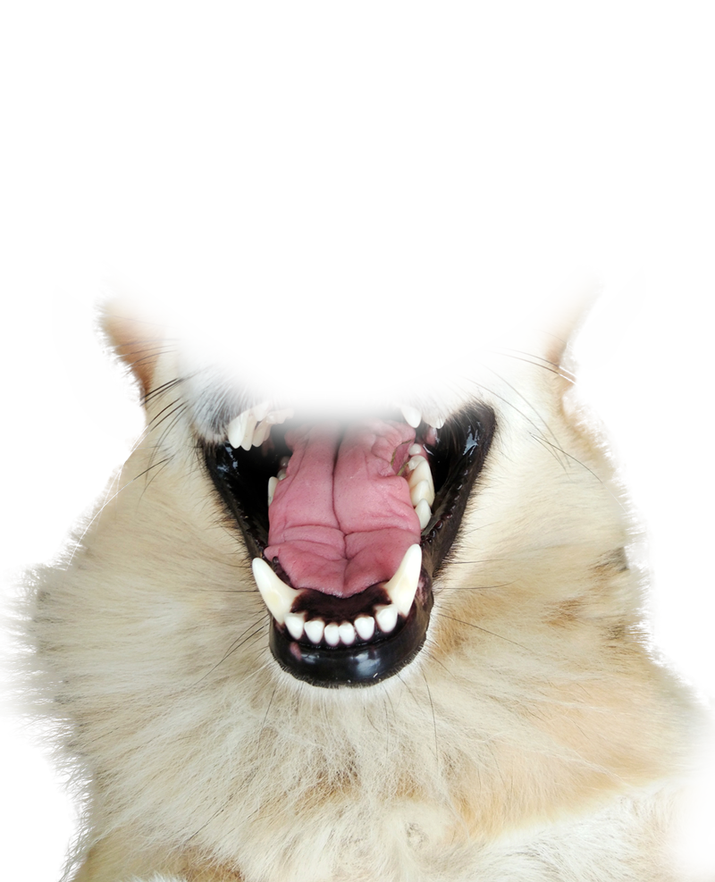 A happy dog showing healthy teeth