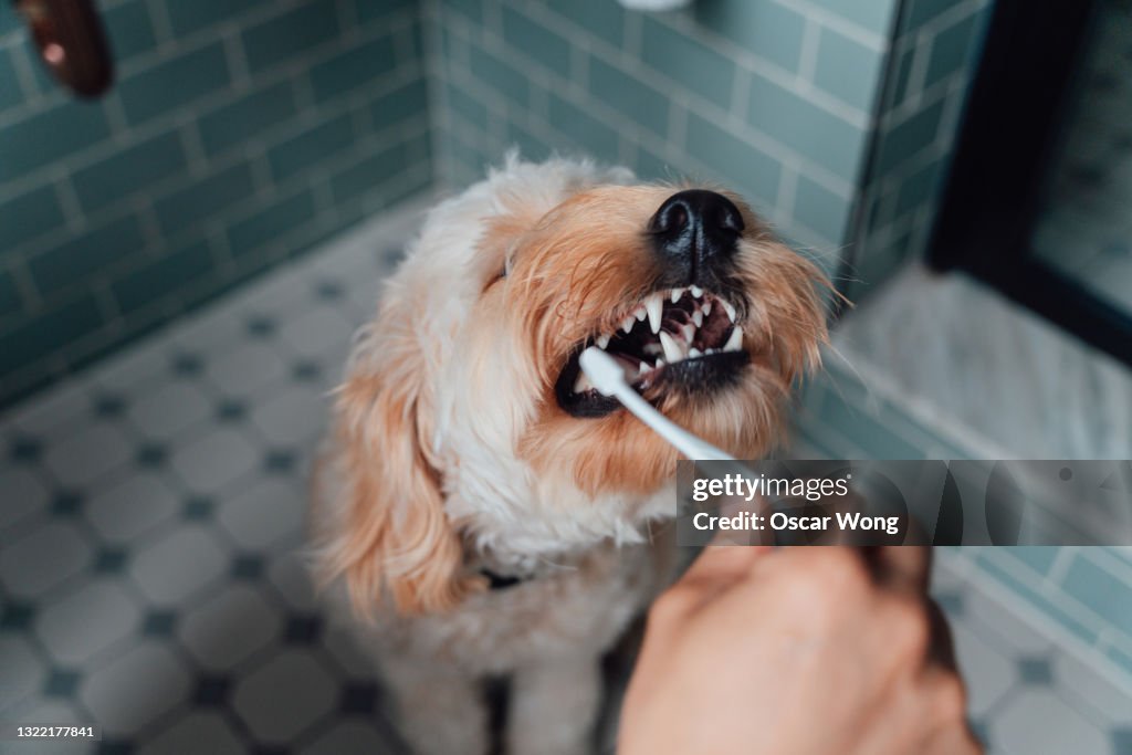A pet owner brushing a dog’s teeth with VETRADENT® toothpaste